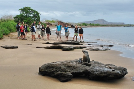 Isla Santa Maria: Lobos / Galápagos Sea Lion
