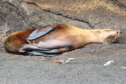 Lobos / Galápagos Sea Lion