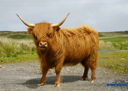 Mull of Oa: Scottish Highland Cattle