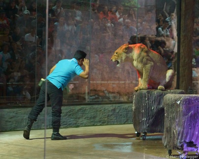 Night Safari with Tiger Show