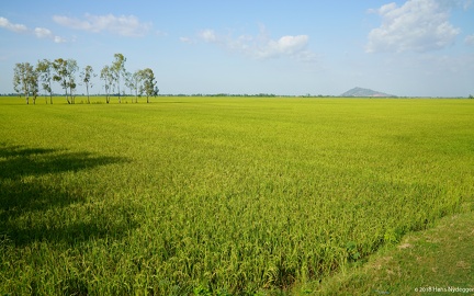 rice field in Chau Doc area