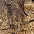 Pinjarra Peel Zoo: Western Grey Kangaroo