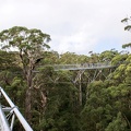 Tree Top Walk at Valley of the Giants WA